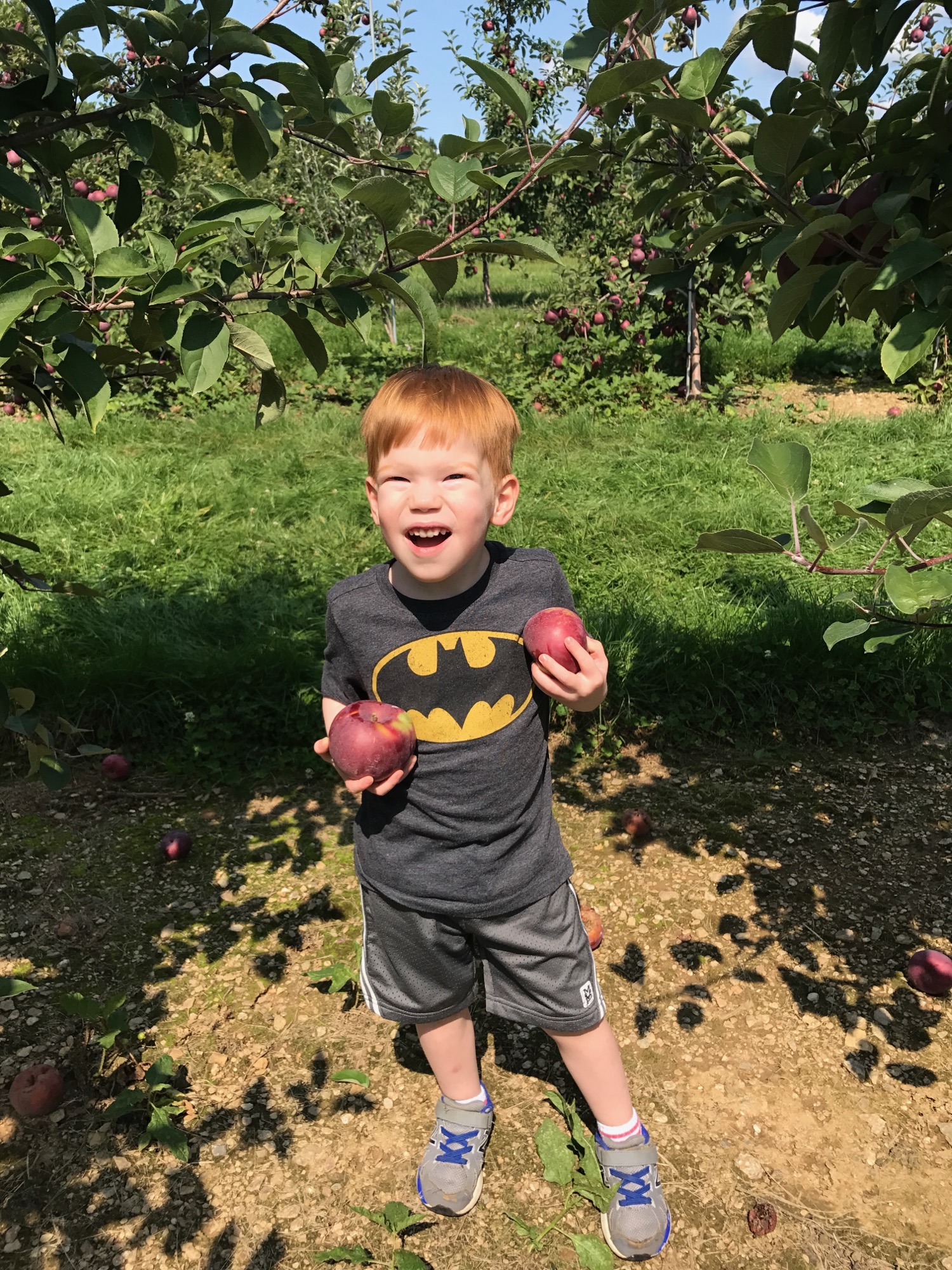 2017-09-10-apple-picking-04 photo